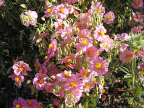 Helianthemum nummularium var pyrenaicum